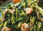 Adobong Kangkong