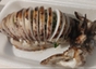 Grilled Squid